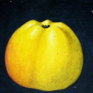 Signe Tillisch kaufen | Apfelbaum | Baumschule Südflora - Graphische Darstellung des Apfels
