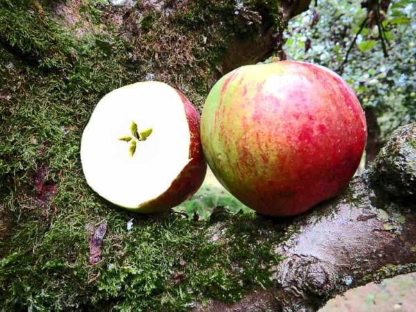 Stahls Winterprinz bestellen | Apfelbaum | Baumschule Südflora - Ganze und halbe Frucht
