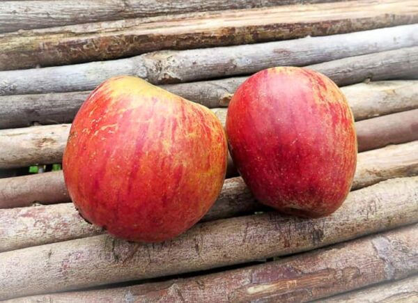 Stahls Winterprinz kaufen | Apfelbaum | Baumschule Südflora - Äpfel auf einer Holzunterlage