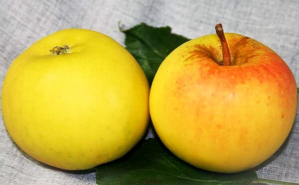 Steenkampapfel bestellen | Apfelbaum | Baumschule Südflora - zwei Äpfel