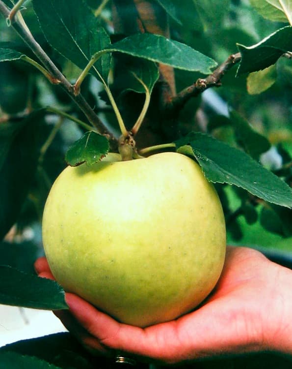 Steenkampapfel kaufen | Apfelbaum | Baumschule Südflora - Apfel in einer Hand