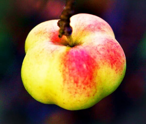 Sternapfel kaufen | Apfelbaum | Baumschule Südflora - Bild des Apfels