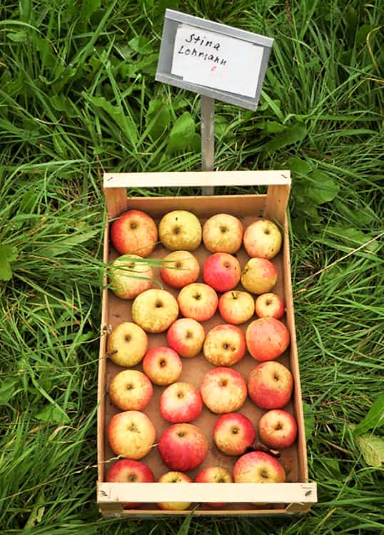 Stina Lohmann bestellen | Apfelbaum | Baumschule Südflora - Äpfel in einer Kiste