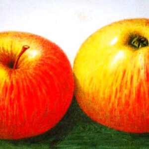 Stina Lohmann kaufen | Apfelbaum | Baumschule Südflora - graphische Darstellung der Frucht