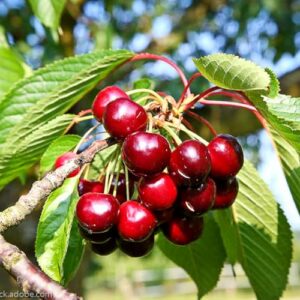 Sunburst Kirsche / Prunus avium | Kirschbaum kaufen - Kirschen am Baum
