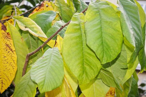 Sweet Alice | Indianerbanane | Baumschule Südflora - Zweige und Blätter