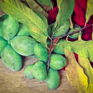Sweet Alice kaufen | Indianerbanane | Baumschule Südflora - Früchte und Blattwerk