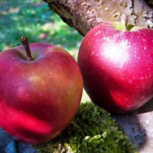 Taubenapfel kaufen | Apfelbaum | Baumschule Südflora Zwei Äpfel liegen in der Sonne