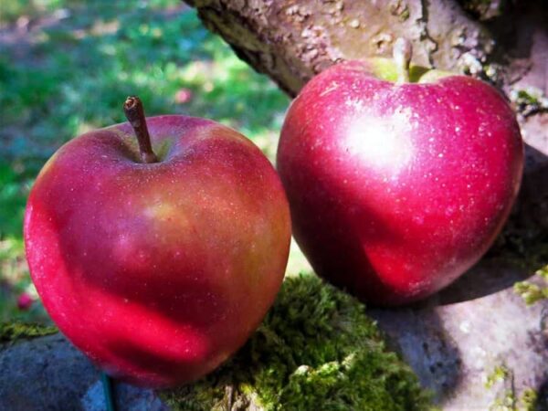 Taubenapfel kaufen | Apfelbaum | Baumschule Südflora Zwei Äpfel liegen in der Sonne