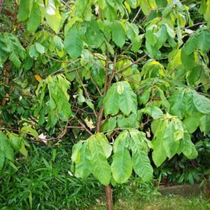 Taylor Pawpaw Baum kaufen | Indianerbanane | Jungbaum mit Blattwerk
