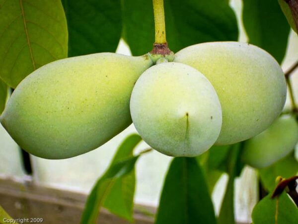 Taytoo / TayTwo kaufen | Indianerbanane | Baumschule Südflora - Drei Früchte am Baum
