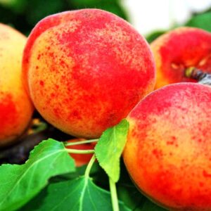 Ungarische Beste Aprikosen am Baum - bei Südflora kaufen