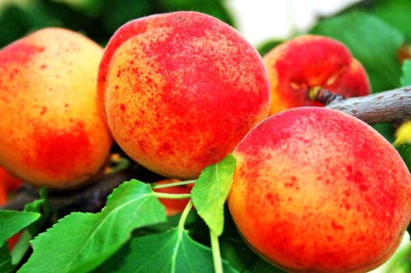 Ungarische Beste | Aprikosenbaum | Aprikosen am Baum - bei Südflora kaufen