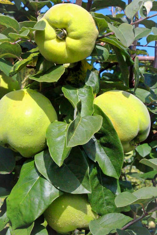 Uspech bestellen | Quittenbaum | Baumschule Südflora - Vier Früchte am Baum