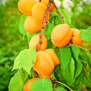 Vinschgauer Marille kaufen | Aprikosenbaum | Baumschule Südflora - Vinschger Marillen am Baum