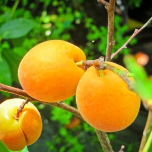 Wahre Ananas-Marille kaufen | Aprikosenbaum | Baumschule Südflora - Früchte am Baum