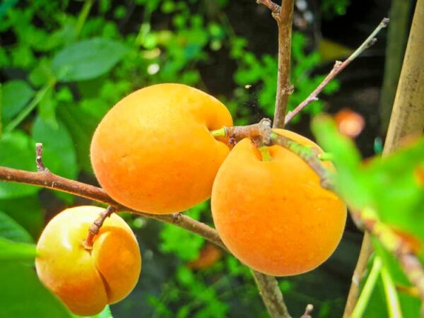 Wahre Ananas-Marille kaufen | Aprikosenbaum | Baumschule Südflora - Früchte am Baum