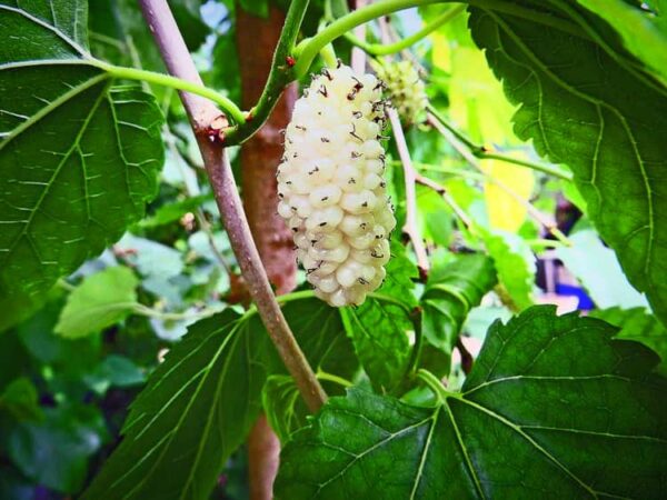 Weiße Riesenmaulbeere "Big Bacci" | Maulbeerbaum | Südflora - weiße Frucht am Baum