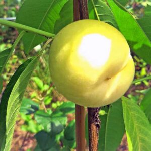 IVORY Pfirsich kaufen | Pfirsichbaum | Baumschule Südflora - Frucht am Baum