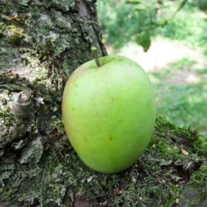 Weißer Wintertaubenapfel kaufen | Apfelbaum | Baumschule Südflora - Apfel am Boden