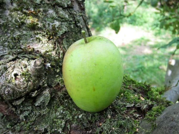 Weißer Wintertaubenapfel kaufen | Apfelbaum | Baumschule Südflora - Apfel am Boden
