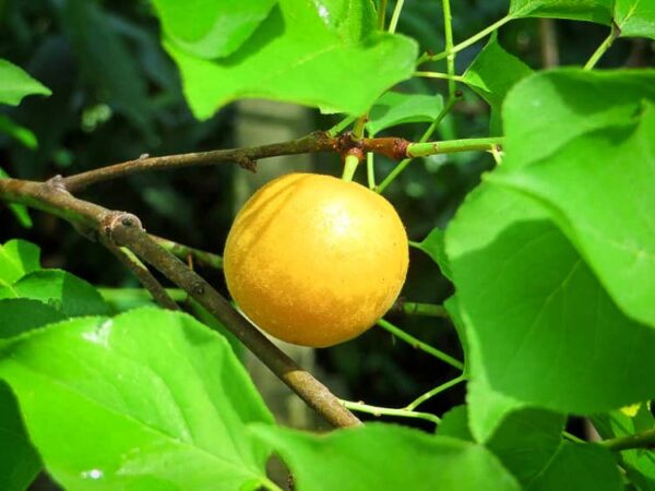 Wilde Nepalesische Aprikose kaufen | Aprikosenbaum - Einzelne Frucht am Baum
