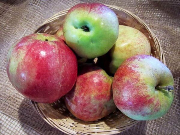 Wilstedter Apfel kaufen | Apfelbaum | Baumschule Südflora - Wilstedter Renette Äpfel im Körbchen