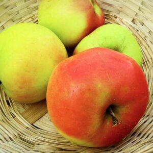 Winterbanane kaufen | Apfelbaum | Baumschule Südflora - Vier Äpfel im Korb