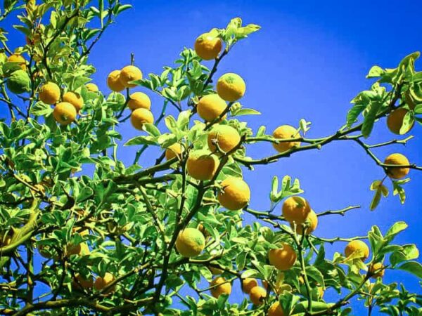Winterharte Zitrone kaufen | Früchte der Bitterorange am Baum