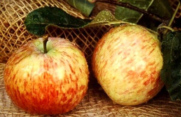 Witzeezer Sommerapfel kaufen | Apfelbaum - zwei Äpfel im Bild