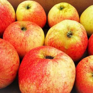 Wohlschmecker aus Vierlanden kaufen | Apfelbaum | Südflora - viele Äpfel im Bild
