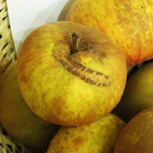 Äpfel des Patte de Loup / Wolfstatze in einem Korb | Apfelbaum kaufen