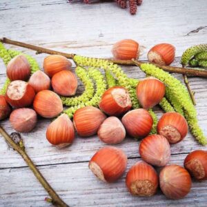Wunder aus Bollweiler kaufen | Nussbaum | Baumschule Südflora - Haselnüsse Merveille de Bollwiller auf einem Tisch