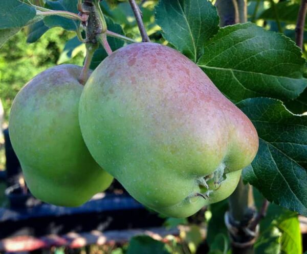 Wunder aus Rae | Apfelbaum | Baumschule Südflora - zwei Äpfel am Baum