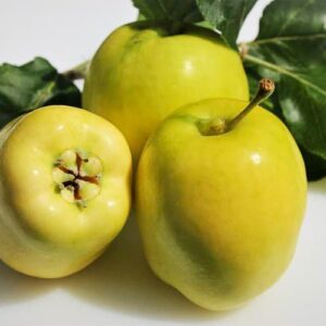 Wunder aus Rae kaufen | Apfelbaum | Baumschule Südflora - Drei Äpfel samt Blattwerk