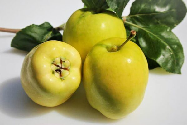 Wunder aus Rae kaufen | Apfelbaum | Baumschule Südflora - Drei Äpfel samt Blattwerk
