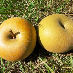 Zabergäu Renette kaufen | Apfelbaum | Baumschule Südflora - zwei Äpfel im Gras