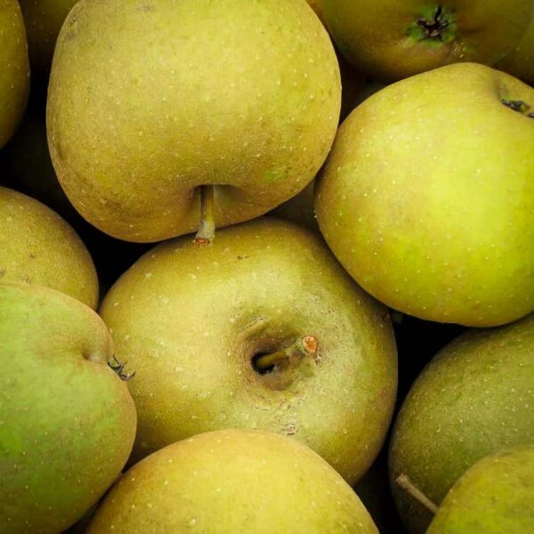 Zabergäurenette bestellen | Apfelbaum | Baumschule Südflora - viele Äpfel