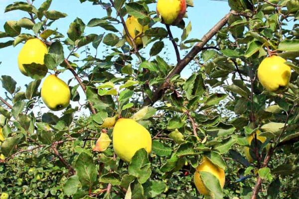 Zitronenquitte kaufen - Quittenbaum - Quitten am Baum