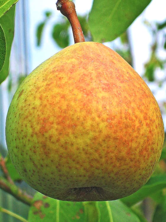 Zuckerbirne / Candy Pear bestellen | Birnbaum | Baumschule Südflora - einzelne Birne am Baum