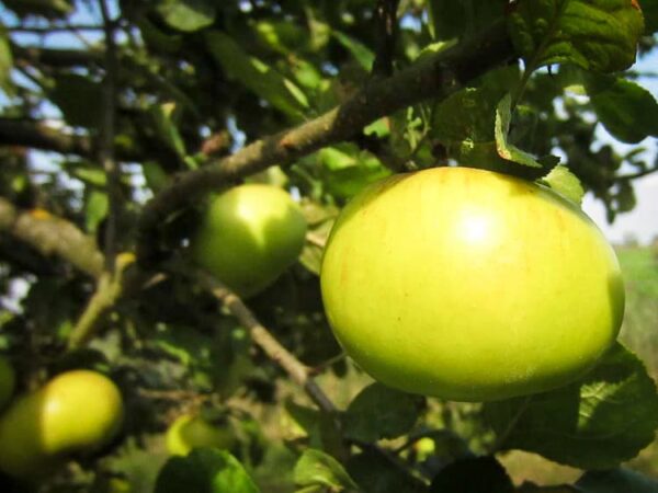 Zwiebelapfel kaufen | Apfelbaum | Baumschule Südflora - Äpfel am Baum