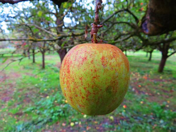 Englischer Prinzenapfel | Apfelbaum