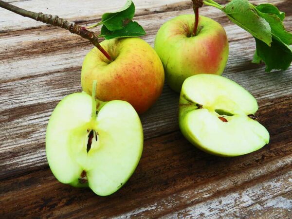 Gelber Ratzeburger Kantapfel | Apfelbaum - zwei Äpfel und 2 Apfelhälften auf dem Tisch