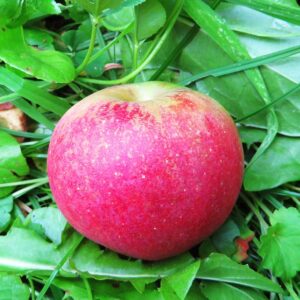 Gloster | Apfelbaum | Baumschule Südflora