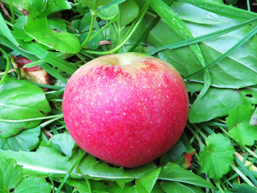 Gloster kaufen Apfelbaum Baumschule Südflora