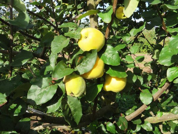 Honigquitte - mehrere Quitten versteckt im Blattwerk am Baum