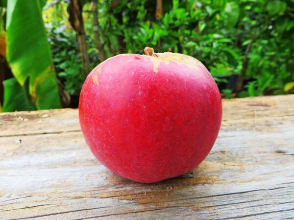 Alma Ata | Apfelbaum | Baumschule Südflora - Apfel auf dem Tisch liegend