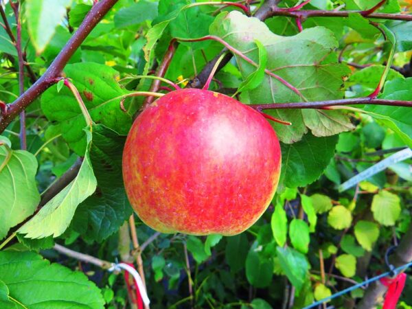 Alma Ata | Apfelbaum | Baumschule Südflora - Apfel am Baum