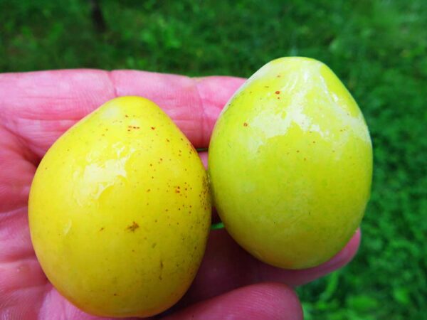Opal | Pflaumenbaum | Baumschule Südflora - zwei Pflaumen liegen in einer Hand