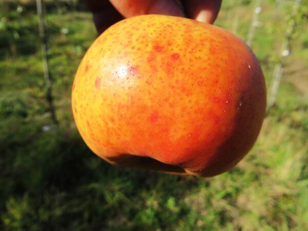 Jupiter Orange Pear / Jupiterbirne | Birnbaum | Baumschule Südflora - Einzelne Birne